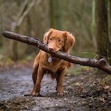 A dog holding a tree branch with its mouth